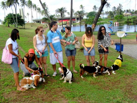 Encontro Basset Hound - Salvador 