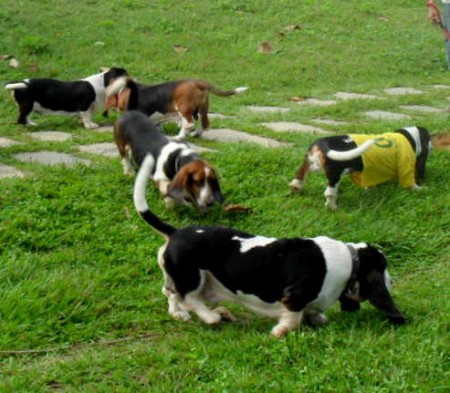 Encontro Basset Hound - Salvador 