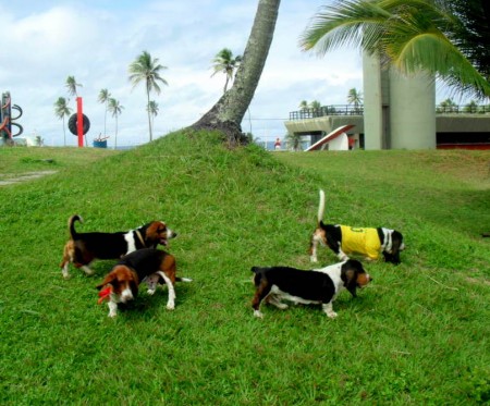Encontro Basset Hound - Salvador 