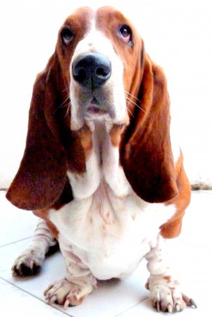 Dunga
