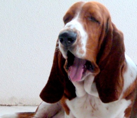 Dunga